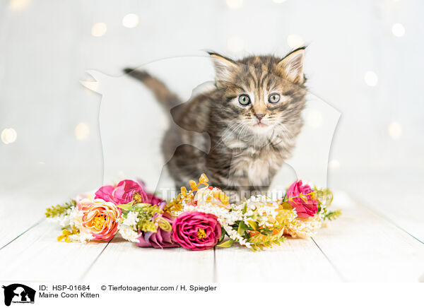 Maine Coon Ktzchen / Maine Coon Kitten / HSP-01684