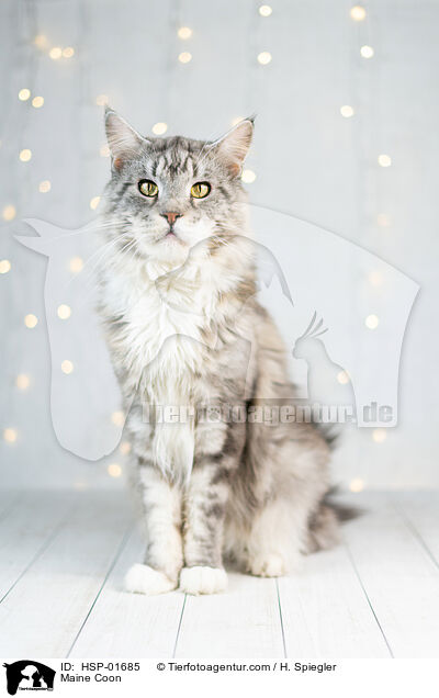 Maine Coon / Maine Coon / HSP-01685