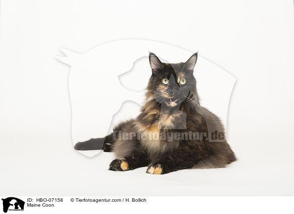 Maine Coon / Maine Coon / HBO-07158