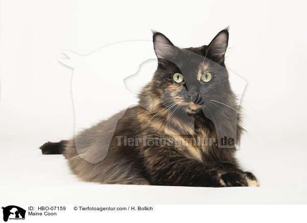 Maine Coon / HBO-07159