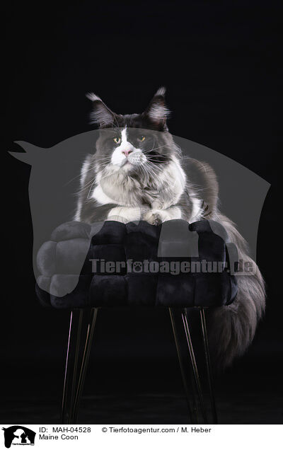 Maine Coon / Maine Coon / MAH-04528