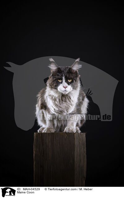 Maine Coon / Maine Coon / MAH-04529