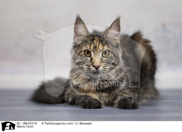 Maine Coon / Maine Coon / UM-03216