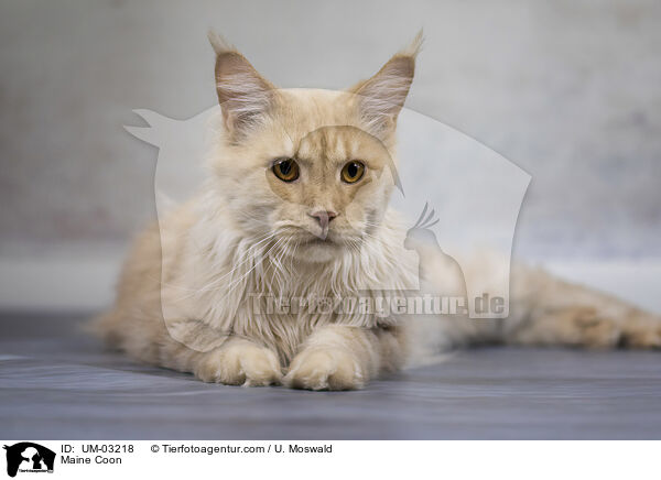 Maine Coon / Maine Coon / UM-03218