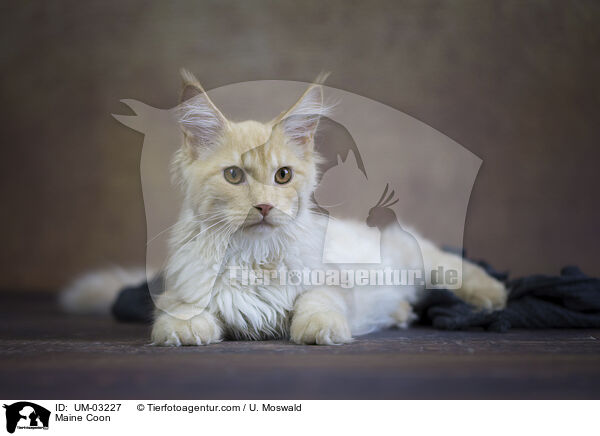 Maine Coon / Maine Coon / UM-03227