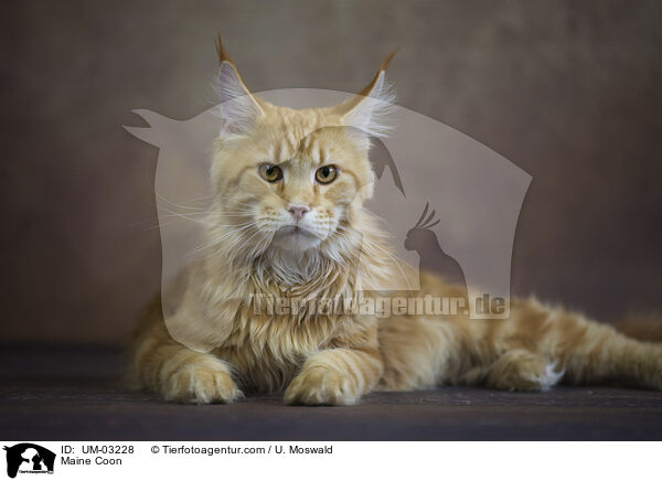 Maine Coon / Maine Coon / UM-03228