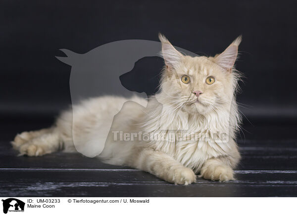 Maine Coon / Maine Coon / UM-03233