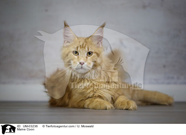 Maine Coon / Maine Coon / UM-03236