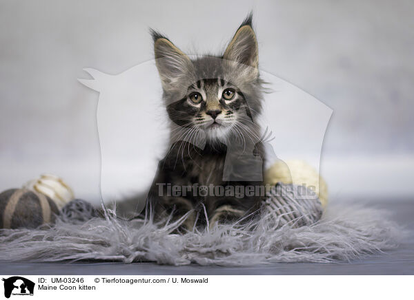 Maine Coon Ktzchen / Maine Coon kitten / UM-03246