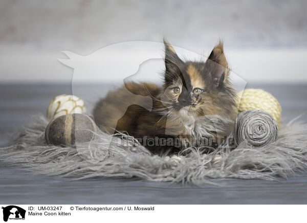 Maine Coon Ktzchen / Maine Coon kitten / UM-03247