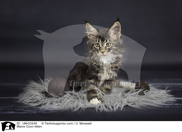 Maine Coon Ktzchen / Maine Coon kitten / UM-03249