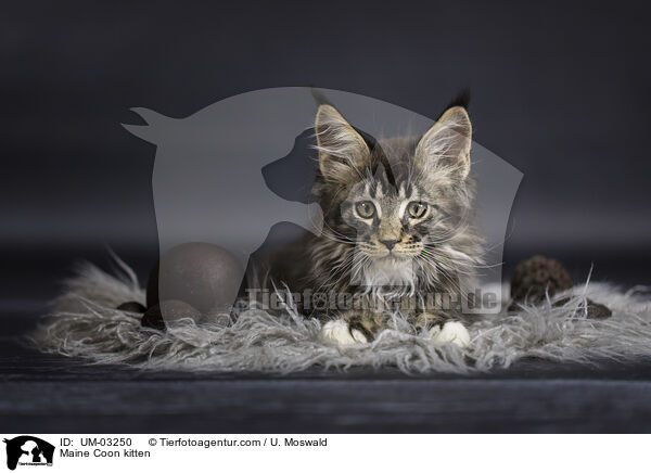 Maine Coon Ktzchen / Maine Coon kitten / UM-03250