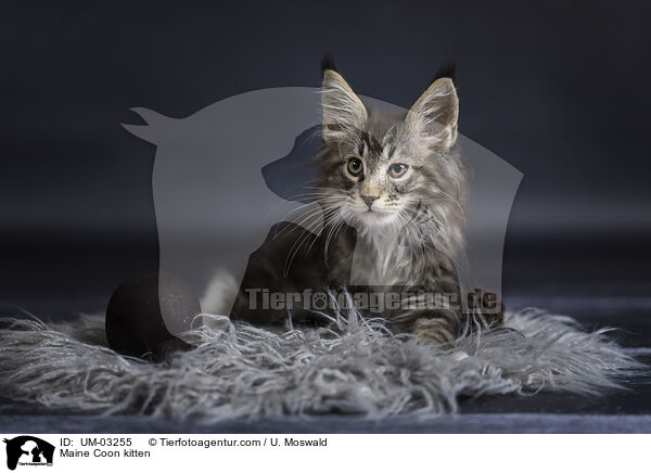 Maine Coon Ktzchen / Maine Coon kitten / UM-03255