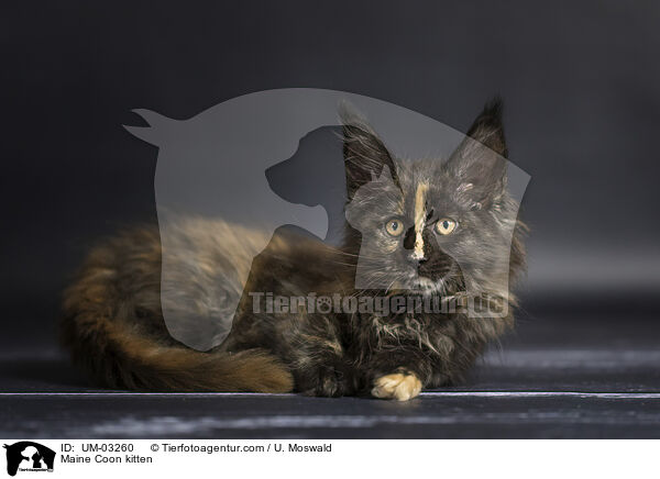 Maine Coon Ktzchen / Maine Coon kitten / UM-03260