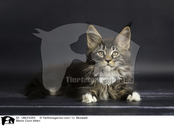 Maine Coon Ktzchen / Maine Coon kitten / UM-03265