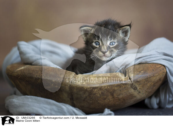 Maine Coon Ktzchen / Maine Coon kitten / UM-03266