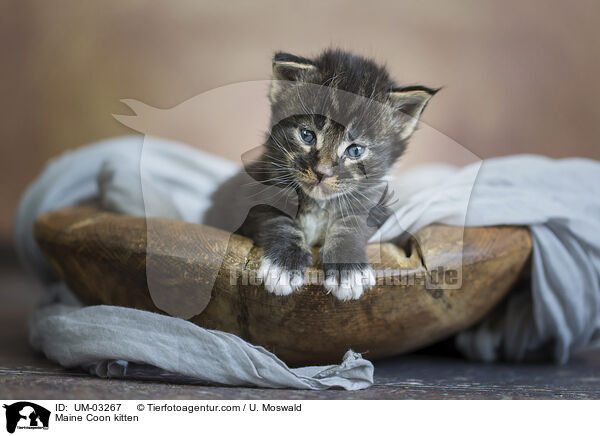 Maine Coon Ktzchen / Maine Coon kitten / UM-03267