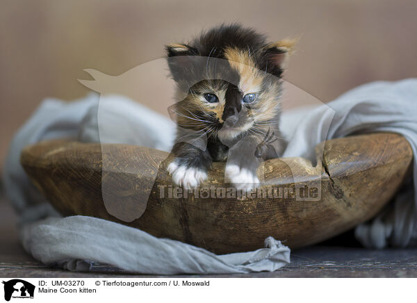 Maine Coon Ktzchen / Maine Coon kitten / UM-03270