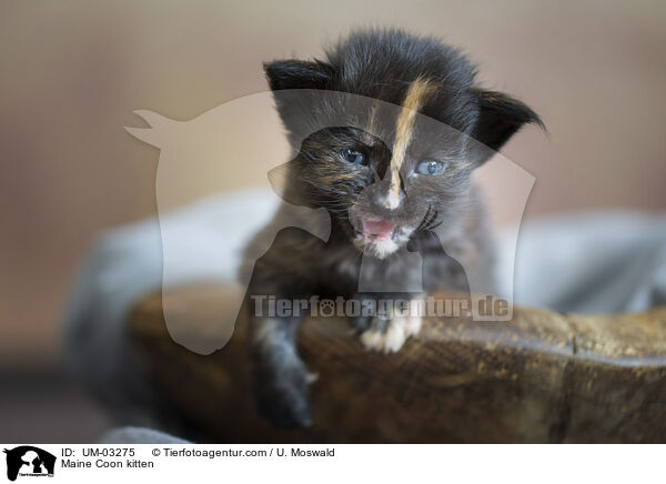 Maine Coon Ktzchen / Maine Coon kitten / UM-03275