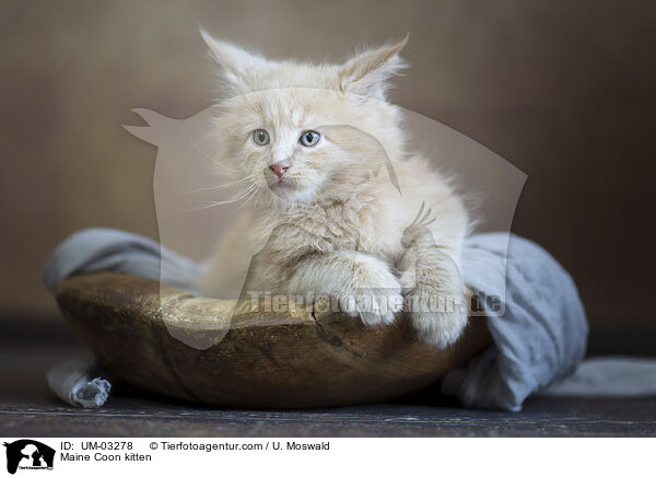 Maine Coon Ktzchen / Maine Coon kitten / UM-03278