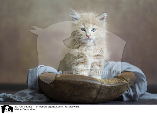 Maine Coon Ktzchen / Maine Coon kitten / UM-03282