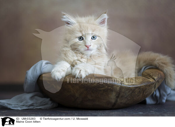 Maine Coon Ktzchen / Maine Coon kitten / UM-03283