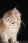 Maine Coon Kitten