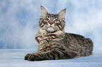 lying Maine Coon