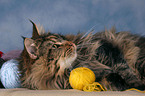 lying Maine Coon