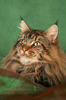 Maine Coon Portrait