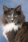 Maine Coon Portrait