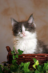 Maine Coon kitten