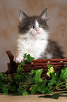 Maine Coon kitten