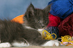 Maine Coon kitten