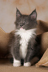 Maine Coon kitten