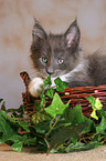 Maine Coon kitten