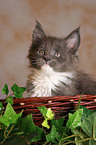 Maine Coon kitten