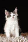 Maine Coon Kitten