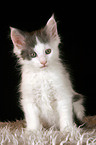 Maine Coon Kitten