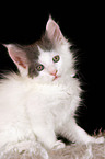 Maine Coon Kitten