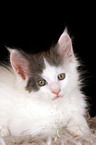 Maine Coon Kitten