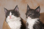 2 Maine Coon Kitten