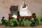 2 Maine Coon Kitten