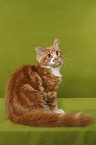 sitting Maine Coon