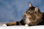 lying Maine Coon