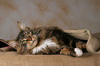 lying Maine Coon