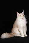 sitting Maine Coon