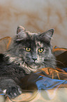 lying Maine Coon