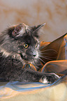 lying Maine Coon