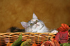 Maine Coon in basket